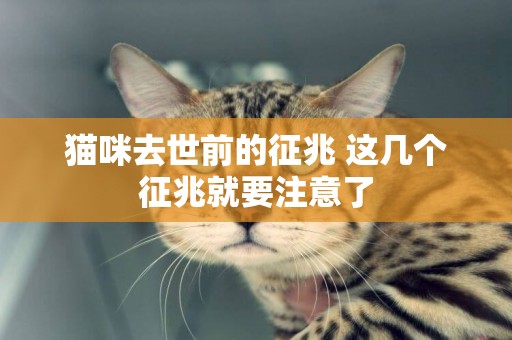 貓咪去世前的征兆 這幾個征兆就要注意了