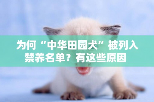為何“中華田園犬”被列入禁養名單？有這些原因 
