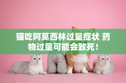 貓吃阿莫西林過量癥狀 藥物過量可能會致死! 貓吃阿莫西林過量癥狀 藥物過量可能會致死!