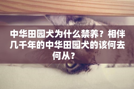 中華田園犬為什么禁養？相伴幾千年的中華田園犬的該何去何從？ 