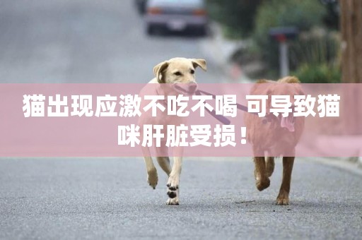 貓出現應激不吃不喝 可導致貓咪肝臟受損！