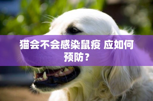 貓會不會感染鼠疫 應如何預防？