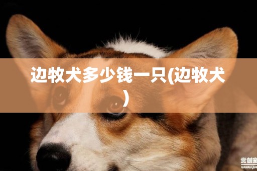 邊牧犬多少錢一只(邊牧犬) 