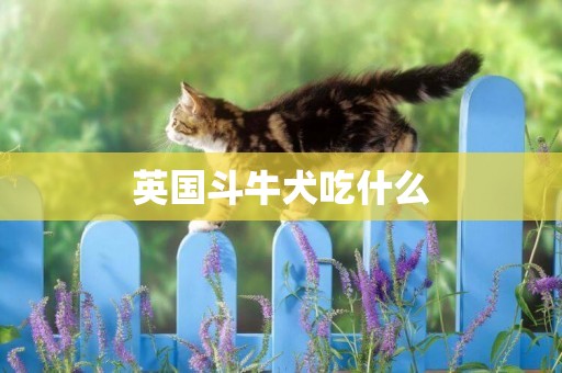 英國斗牛犬吃什么