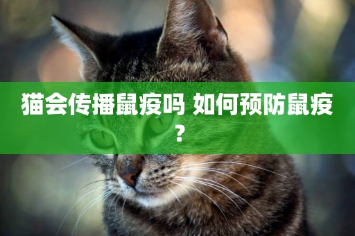 貓會傳播鼠疫嗎 如何預防鼠疫？