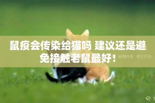鼠疫會傳染給貓嗎 建議還是避免接觸老鼠最好！