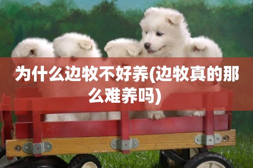 為什么邊牧不好養(邊牧真的那么難養嗎) 