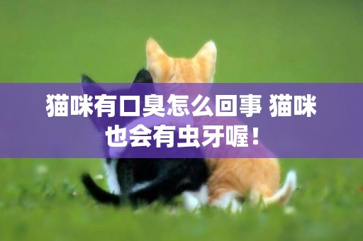 貓咪有口臭怎么回事 貓咪也會有蟲牙喔！
