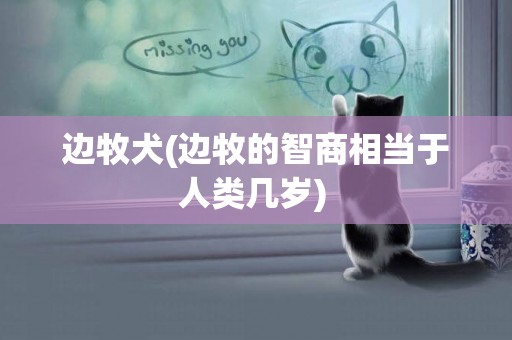 邊牧犬(邊牧的智商相當于人類幾歲) 