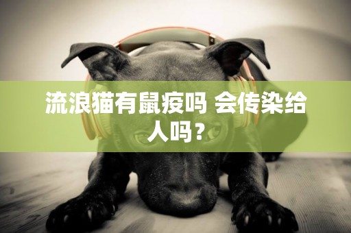 流浪貓有鼠疫嗎 會傳染給人嗎? 流浪貓有鼠疫嗎 會傳染給人嗎?