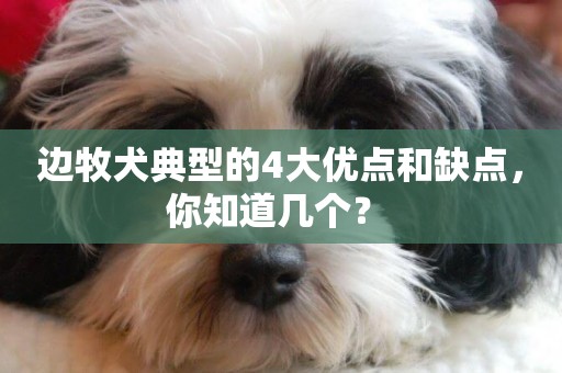 邊牧犬典型的4大優點和缺點，你知道幾個？ 