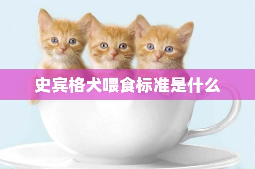 史賓格犬喂食標準是什么