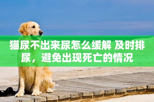 貓尿不出來尿怎么緩解 及時排尿，避免出現死亡的情況
