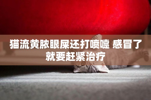 貓流黃膿眼屎還打噴嚏 感冒了就要趕緊治療