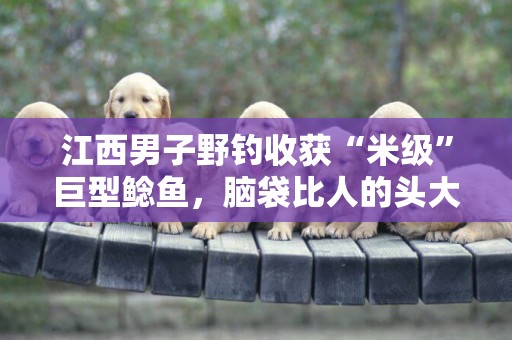 江西男子野釣收獲“米級”巨型鯰魚，腦袋比人的頭大，網友：放生 
