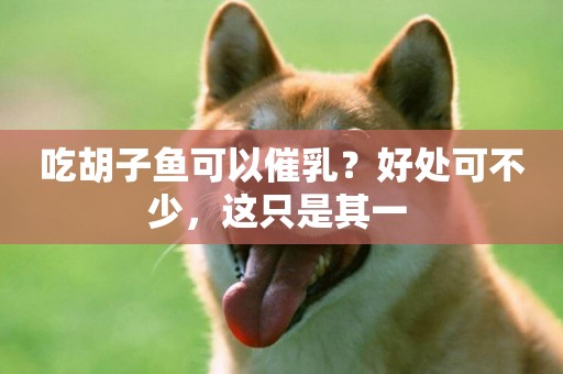 吃胡子魚可以催乳？好處可不少，這只是其一 