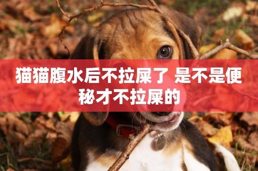 貓貓腹水后不拉屎了 是不是便秘才不拉屎的 貓貓腹水后不拉屎了 是不是便秘才不拉屎的
