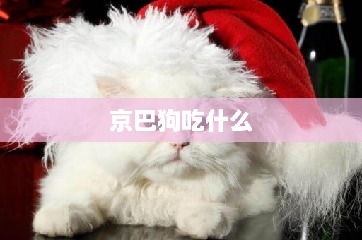 京巴狗吃什么