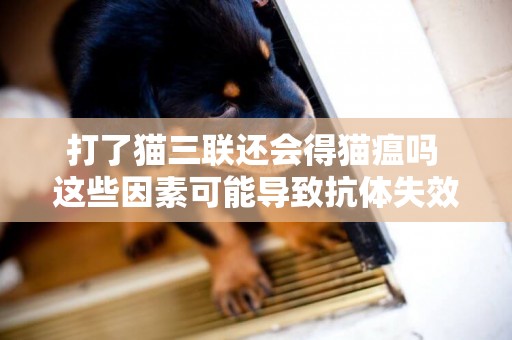 打了貓三聯還會得貓瘟嗎 這些因素可能導致抗體失效