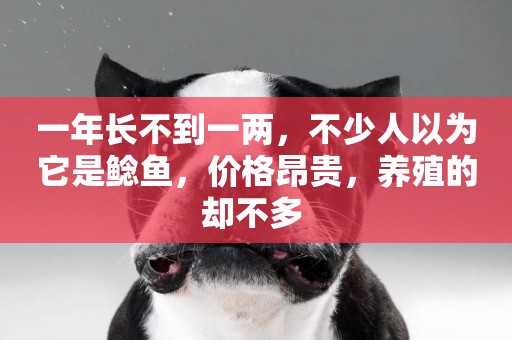 一年長不到一兩，不少人以為它是鯰魚，價格昂貴，養殖的卻不多 
