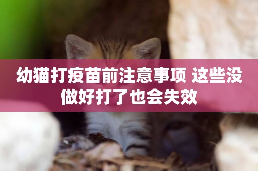 幼貓打疫苗前注意事項 這些沒做好打了也會失效
