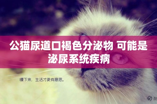 公貓尿道口褐色分泌物 可能是泌尿系統疾病