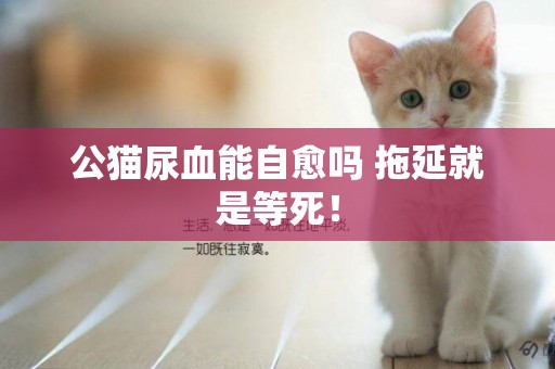 公貓尿血能自愈嗎 拖延就是等死！