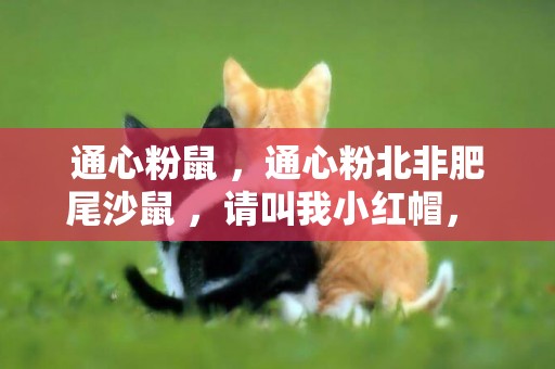通心粉鼠 ，通心粉北非肥尾沙鼠 ，請叫我小紅帽， 嗷嗚 