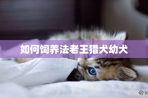 如何飼養法老王獵犬幼犬