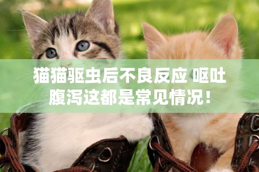 貓貓驅蟲后不良反應 嘔吐腹瀉這都是常見情況！