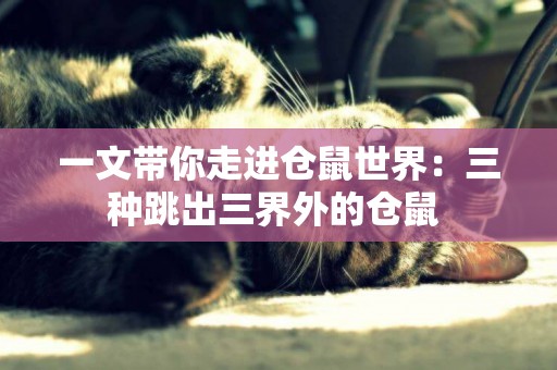 一文帶你走進倉鼠世界：三種跳出三界外的倉鼠 