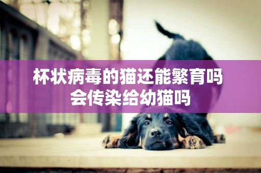 杯狀病毒的貓還能繁育嗎 會傳染給幼貓嗎