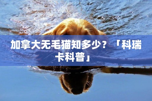 加拿大無毛貓知多少？「科瑞卡科普」 