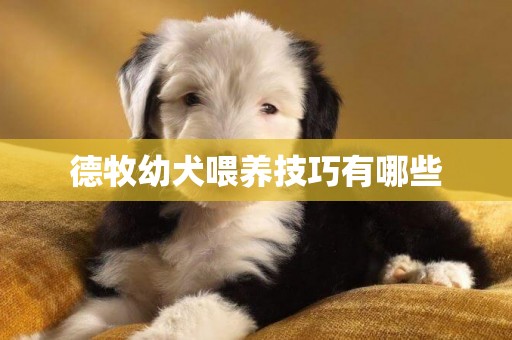 德牧幼犬喂養技巧有哪些