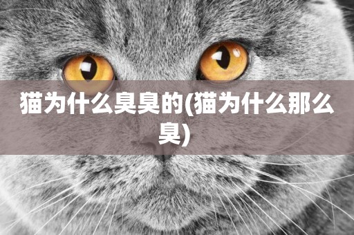 貓為什么臭臭的(貓為什么那么臭) 