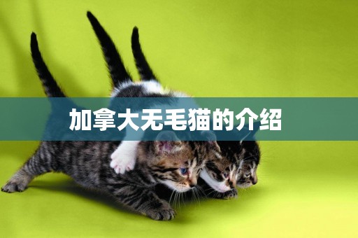 加拿大無毛貓的介紹 