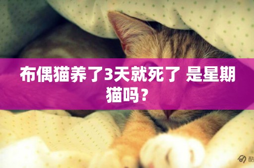 布偶貓養了3天就死了 是星期貓嗎？