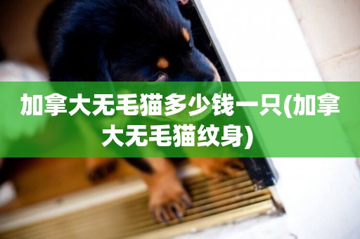 加拿大無毛貓多少錢一只(加拿大無毛貓紋身) 