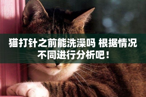 貓打針之前能洗澡嗎 根據情況不同進行分析吧！