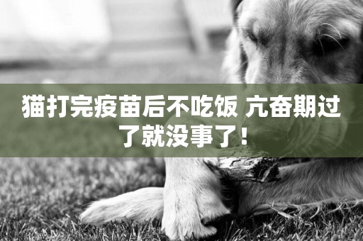 貓打完疫苗后不吃飯 亢奮期過了就沒事了！