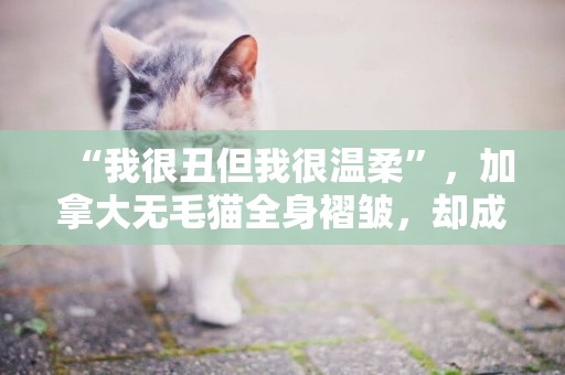 “我很丑但我很溫柔”，加拿大無毛貓全身褶皺，卻成網紅貓 