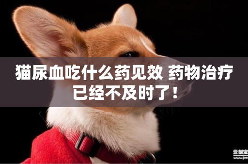 貓尿血吃什么藥見效 藥物治療已經不及時了! 貓尿血吃什么藥見效 藥物治療已經不及時了!