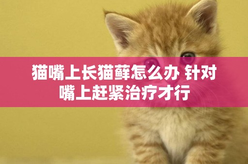 貓嘴上長貓蘚怎么辦 針對嘴上趕緊治療才行