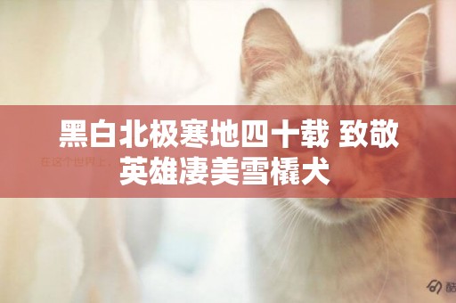 黑白北極寒地四十載 致敬英雄凄美雪橇犬 