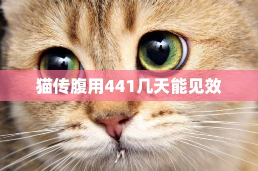 貓傳腹用441幾天能見效
