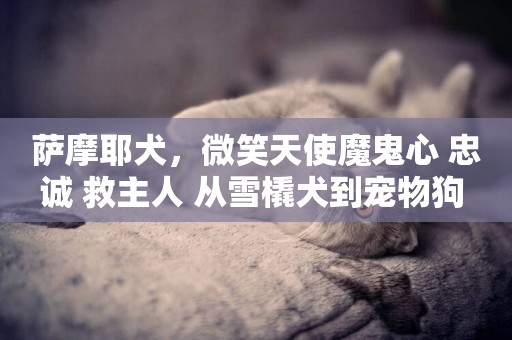薩摩耶犬，微笑天使魔鬼心 忠誠 救主人 從雪橇犬到寵物狗 