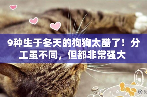 9種生于冬天的狗狗太酷了！分工雖不同，但都非常強大 