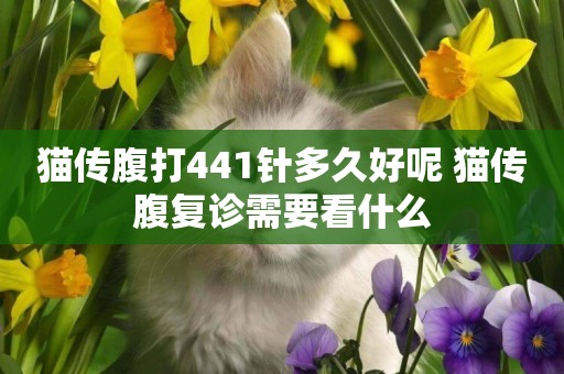 貓傳腹打441針多久好呢 貓傳腹復診需要看什么