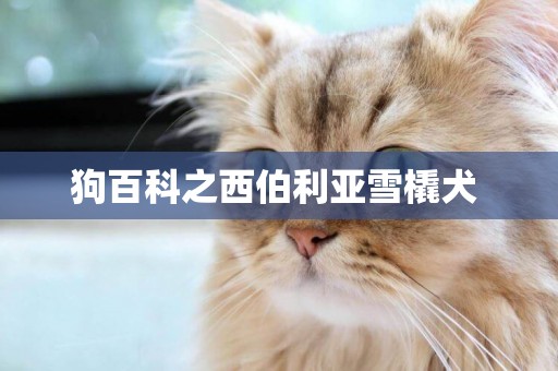 狗百科之西伯利亞雪橇犬 