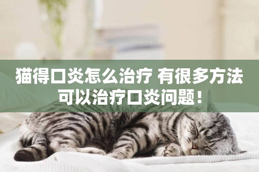 貓得口炎怎么治療 有很多方法可以治療口炎問題！
